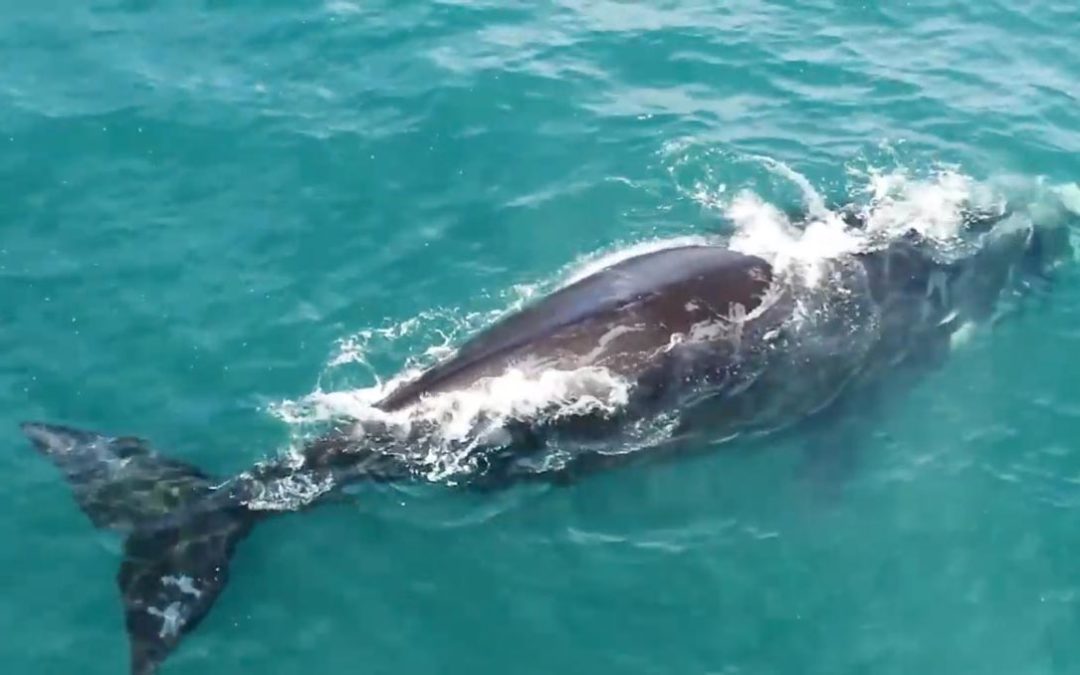 Every Day is Earth Day! Sing along with Happy Birthday, World!